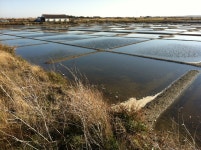 Marais salents | Tickytocky | Blipfoto Marais salents | Tickytocky