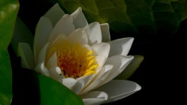 Lily. | Sedge | Blipfoto Lily. | Sedge
