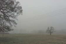 Trees in the mist | Tickytocky | Blipfoto Trees in the mist | Tickytocky