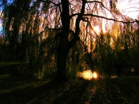 Last sunlight in the park | Claartje | Blipfoto Last sunlight in the park | Claartje