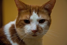 Healthy cat | squiffy | Blipfoto Healthy cat | squiffy