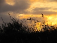 THE ONLY BRIGHTNESS TODAY. | Larchlea | Blipfoto THE ONLY BRIGHTNESS TODAY. | Larchlea