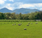 Dolly | Ridgeback13 | Blipfoto Dolly | Ridgeback13