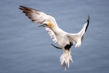 Coming into land | WharfedaleBex | Blipfoto Coming into land | WharfedaleBex
