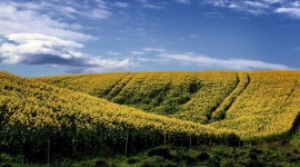 Yellow Overkill | rainie | Blipfoto Yellow Overkill | rainie