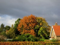 The trees gay leaves are turned brown | emhowl | Blipfoto The trees gay leaves are turned brown | emhowl