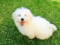 Oscar In The Garden :-) | Katie_Bisson | Blipfoto Oscar In The Garden :-) | Katie_Bisson
