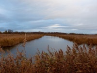 Ham Wall RSPB reserve | CJT | Blipfoto Ham Wall RSPB reserve | CJT