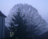 Linden Tree | Elwetritsche | Blipfoto Linden Tree | Elwetritsche