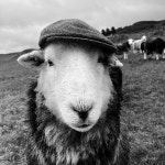 Needs must | Treshnish | Blipfoto Needs must | Treshnish