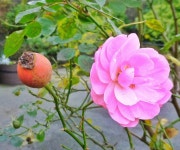 Rose And Hip | corinthian | Blipfoto Rose And Hip | corinthian