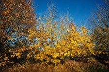 Autumn Colours | MarshallB | Blipfoto Autumn Colours | MarshallB