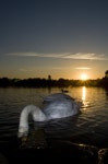Swan Dunk | anth | Blipfoto Swan Dunk | anth
