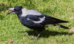 Greedy magpie with a big mouth | rower2012 | Blipfoto Greedy magpie with a big mouth | rower2012