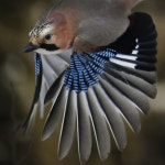 jay flying | yuba | Blipfoto jay flying | yuba