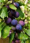 Damsons | JanBee | Blipfoto Damsons | JanBee