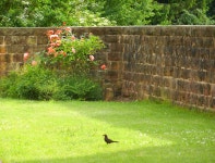 Yummy Worm! | Elwetritsche | Blipfoto Yummy Worm! | Elwetritsche