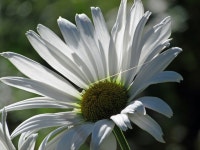 Daisy | flying | Blipfoto Daisy | flying