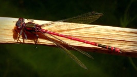 Mr Damselfly | Alichap21 | Blipfoto Mr Damselfly | Alichap21