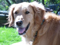 Goose | awesome | Blipfoto Goose | awesome