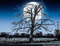 Moonlight | Stuart46 | Blipfoto Moonlight | Stuart46