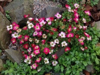 Petit fleurs | GEO2B | Blipfoto Petit fleurs | GEO2B