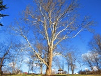 The Great Sycamore, Under Blue February Skies | GirlWithACamera | Blipfoto The Great Sycamore, Under Blue February Skies... 