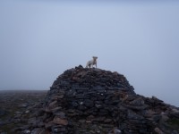 View topic - Mutts on Munros • Walkhighlands View topic - Mutts on Munros