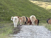 Walk Report - Maoile Lunndaidh - Watch out for the cows! • Walkhighlands Walk Report - Maoile Lunndaidh - Watch out for the cows!