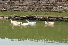 View topic - Ducks • Walkhighlands View topic - Ducks