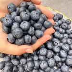 대림원예종묘농업회사법인(주)