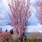 대림원예종묘농업회사법인(주)