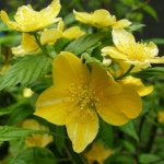 대림원예종묘농업회사법인(주)