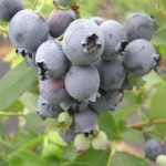 대림원예종묘농업회사법인(주)