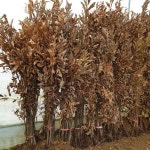 대림원예종묘농업회사법인(주)