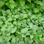 대림원예종묘농업회사법인(주)