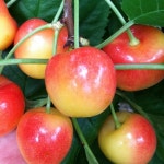 대림원예종묘농업회사법인(주)