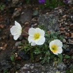 대림원예종묘농업회사법인(주)