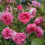 대림원예종묘농업회사법인(주)