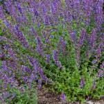 대림원예종묘농업회사법인(주)