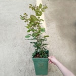 대림원예종묘농업회사법인(주)