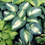 대림원예종묘농업회사법인(주)