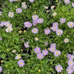 대림원예종묘농업회사법인(주)