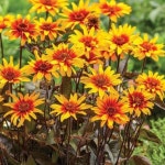 대림원예종묘농업회사법인(주)