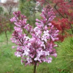 대림원예종묘농업회사법인(주)