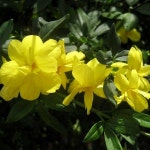 대림원예종묘농업회사법인(주)