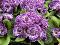 대림원예종묘농업회사법인(주)