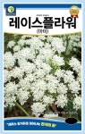 식물 > 레이스 플라워 아미 씨앗 100립 .아미초 흰색 하얀 꽃 봄 가을 파종 꽃씨 종자 | 오늘의집 쇼핑 레이스 플라워 아미 씨앗 100립 .아미초... 