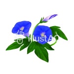 무료 클립 아트 : 나팔꽃 덩굴 여름 방학 무료 연구 플라워 - 325019 | illustAC