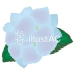 무료 클립 아트 : 수국 수국의 꽃 장마 꽃 유월 - 824003 | illustAC